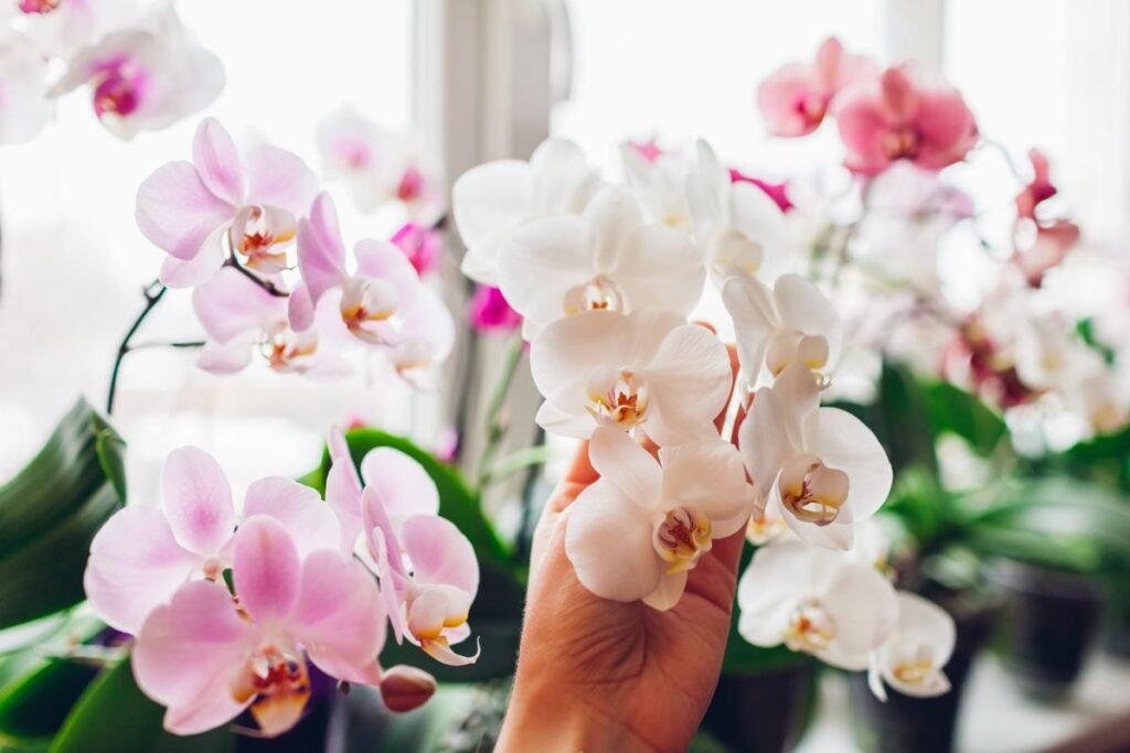 Orchidea Phalaenopsis